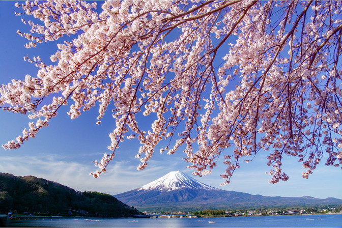 NGẮM HOA ANH ĐÀO TRÊN CUNG ĐƯỜNG VÀNG NHẬT BẢN: TOKYO - KYOTO - OSAKA (5N5Đ)