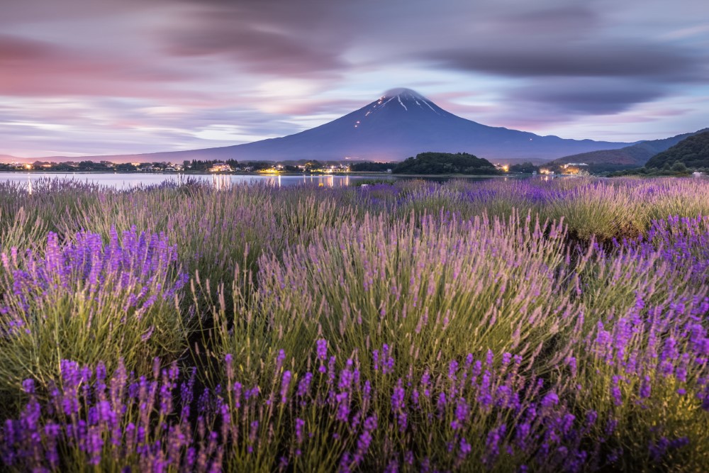 Hoa Lavender