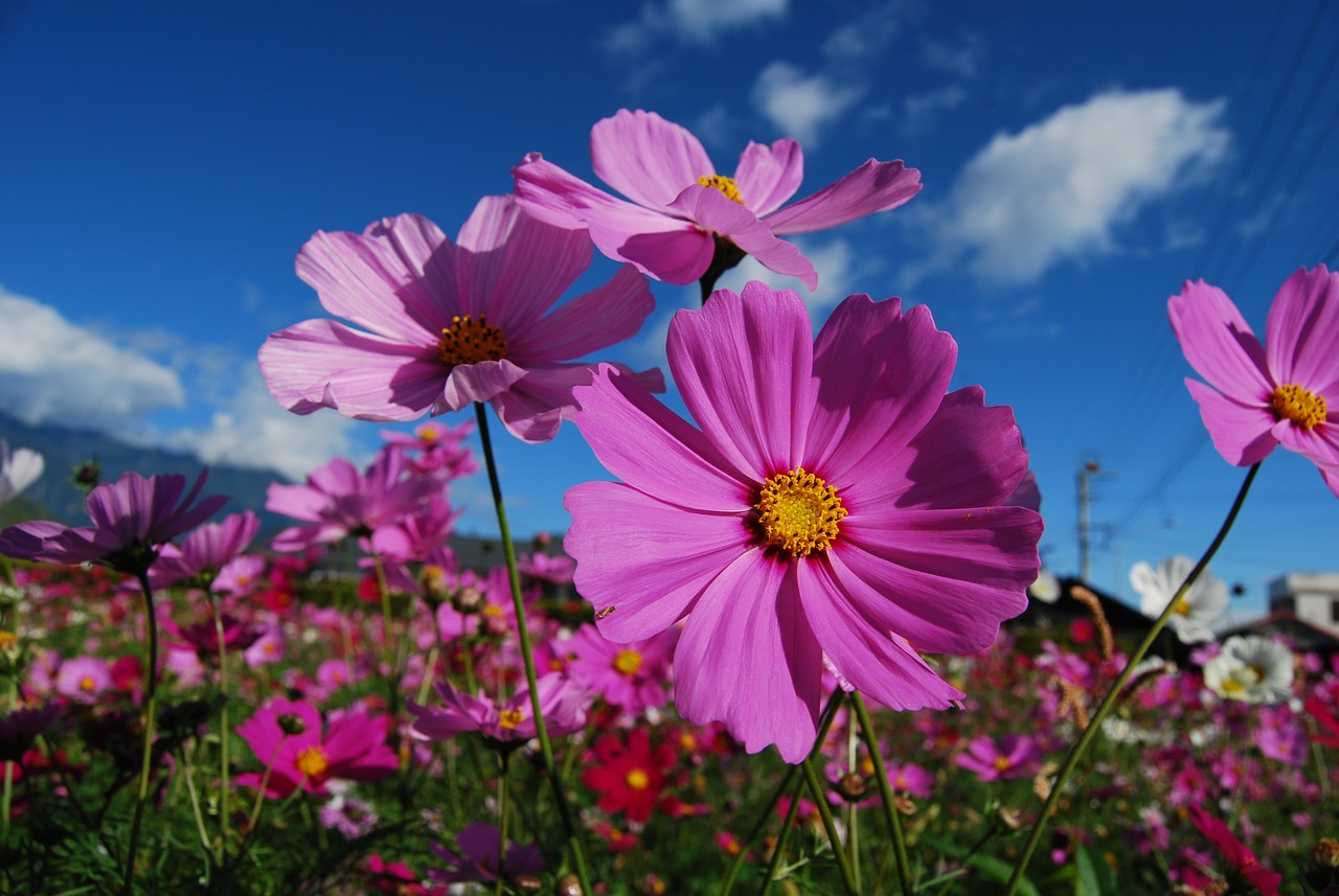 Hoa Cosmos