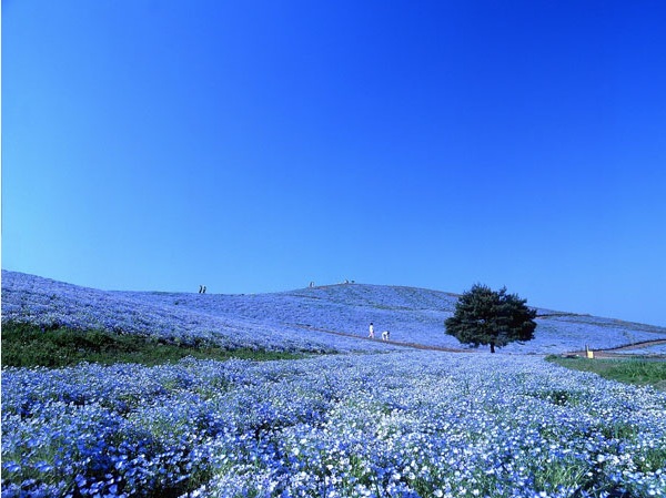 Hoa Nemophila