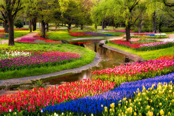 Hoa Tulip