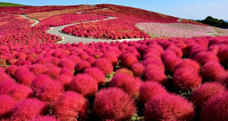 Kokia