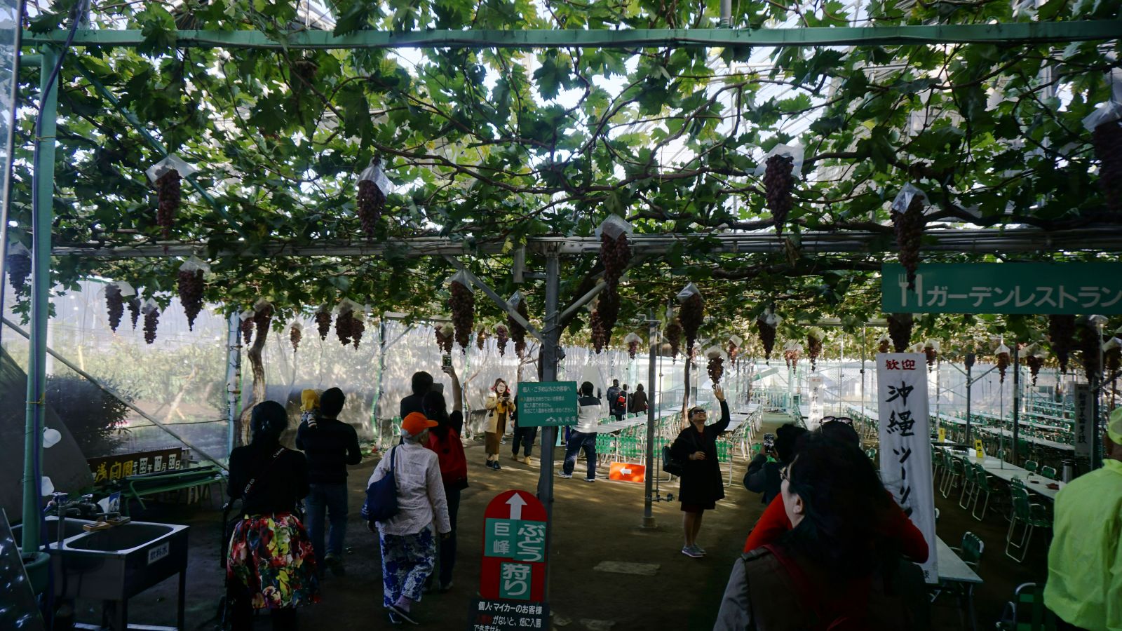 Trải nghiệm hái trái cây tại trang trại