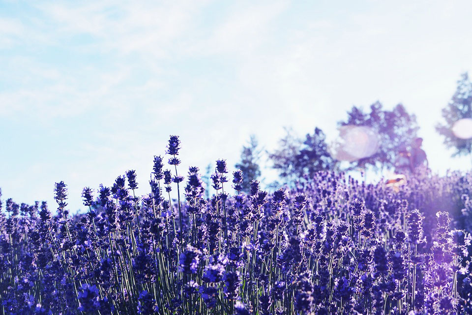 Du lịch Nhật Bản tháng 6