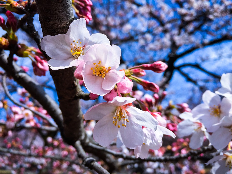 Du lịch Osaka mùa xuân Nhật Bản