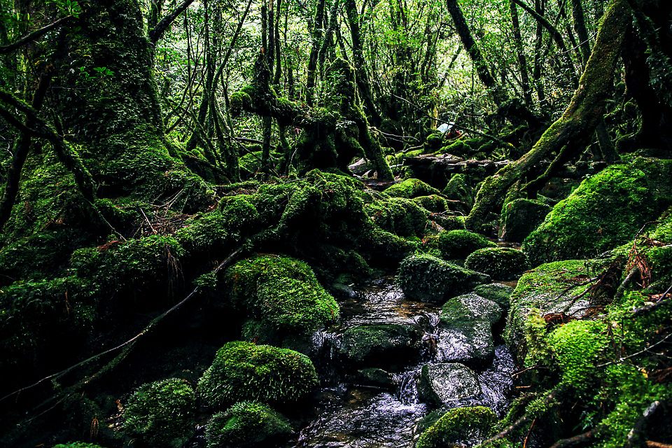 Đảo Yakushima