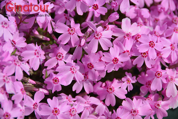 1501_shibazakura_01