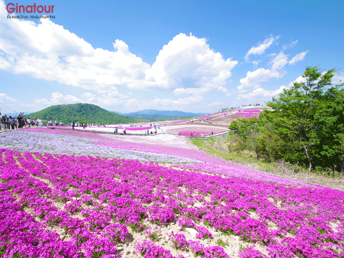 shibazakura-3