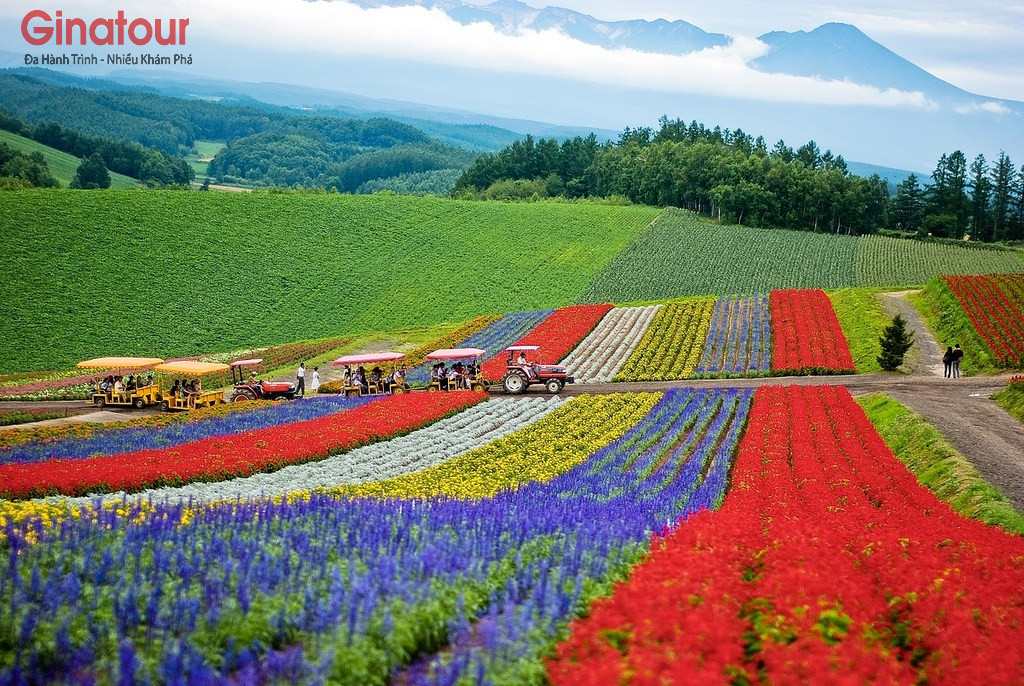 [Tour Charter Hokkaido] Cánh đồng hoa rực rở tại Hokkaido