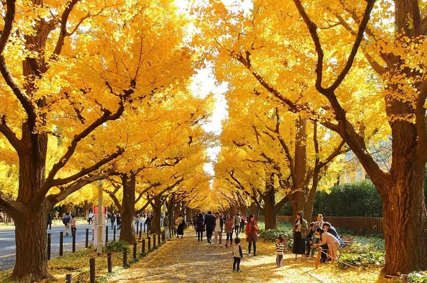 Nhật Bản Mùa Thu - Sắc Thu Quyến Rũ Tokyo